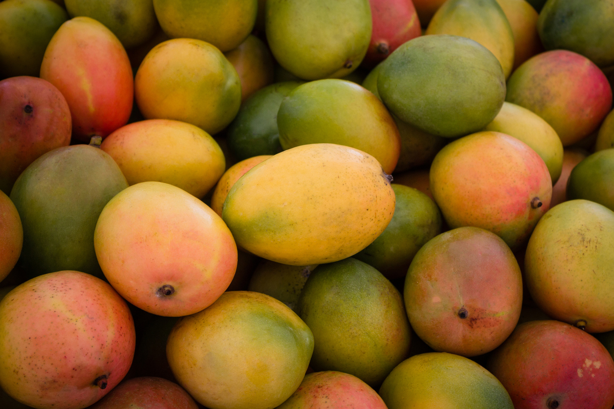 Pile of fresh mangos 