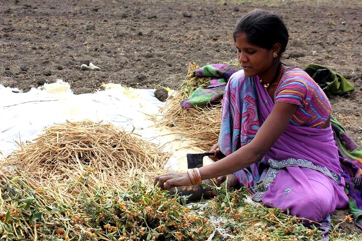 mujer cosechando ashwagandha en India