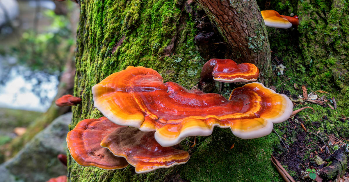 reishi mushroom growing on a tree in a forest