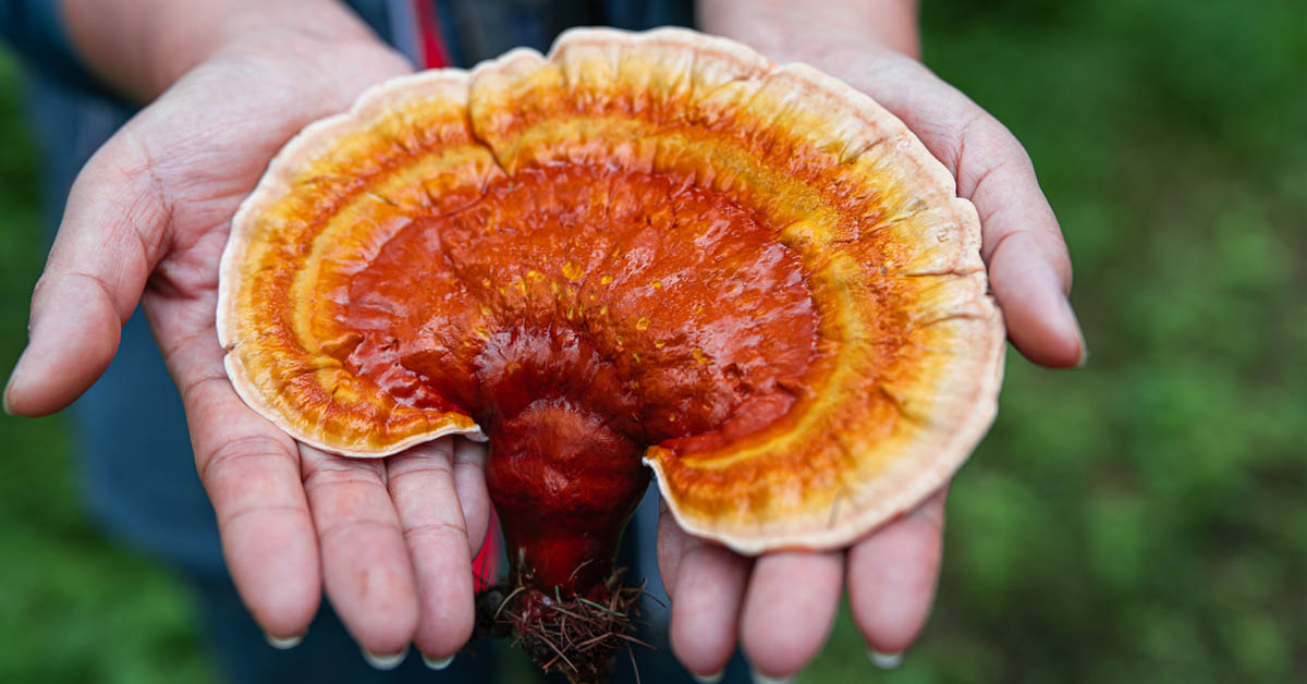 woman holding recently picked reishi mushroom